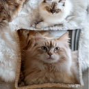 Cuscino Gatto Blanc Mariclò